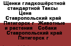 Щенки гладкошёрстной стандартной Таксы › Цена ­ 3 000 - Ставропольский край, Пятигорск г. Животные и растения » Собаки   . Ставропольский край,Пятигорск г.